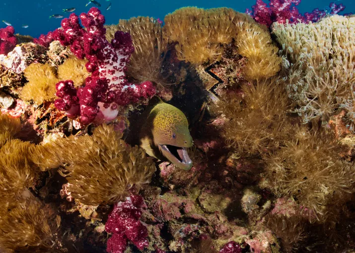 SS Yongala Wreck Diving Tour from Townsville | Experience Oz