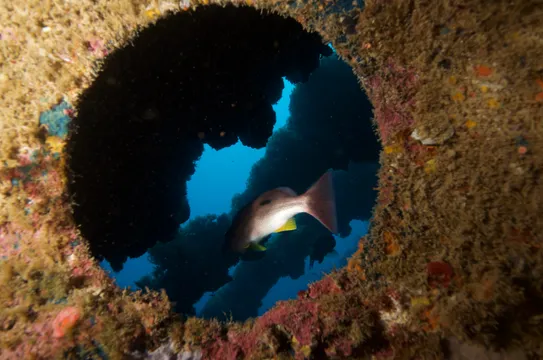 Yongala Wreck Dive Trip from Townsville and Magnetic Island