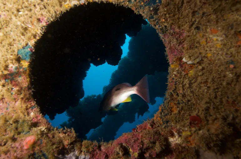 SS Yongala Wreck Diving Tour from Townsville | Experience Oz