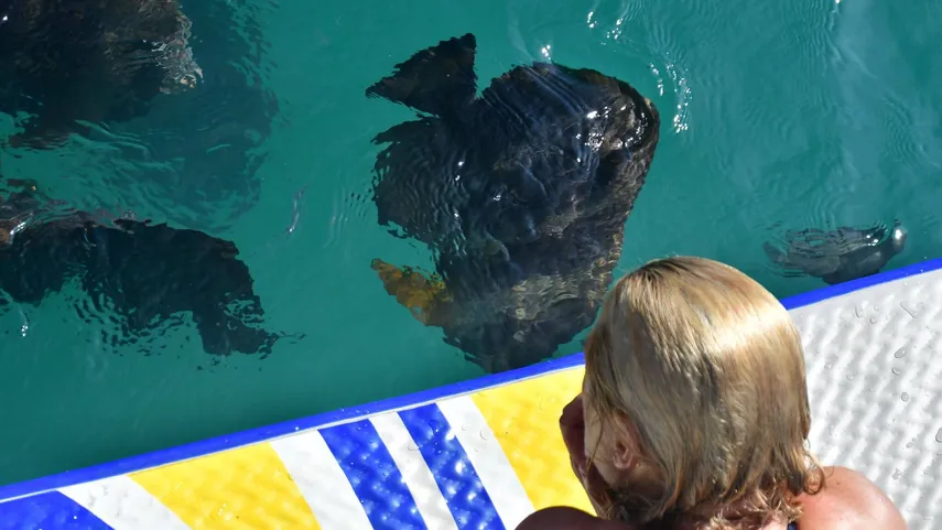 All inclusive Lunchtime Sailing Cruise to Magnetic Island - Book Now | Experience Oz