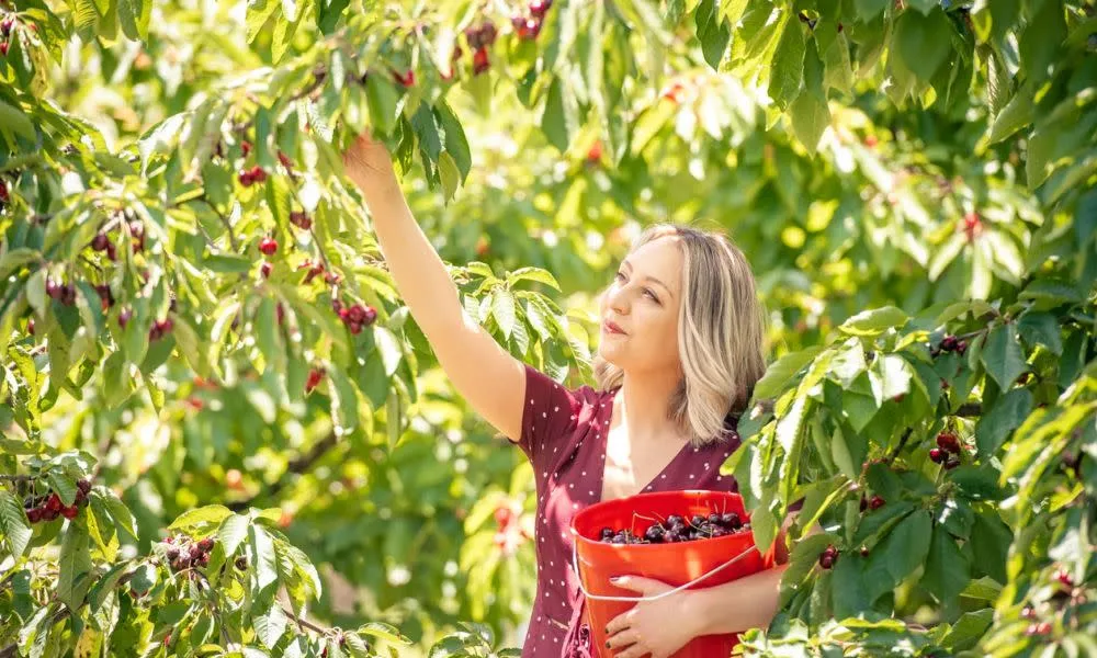 Yarra Valley Cherry Picking Orchard Experience - 2 Hours | ExperienceOz-2