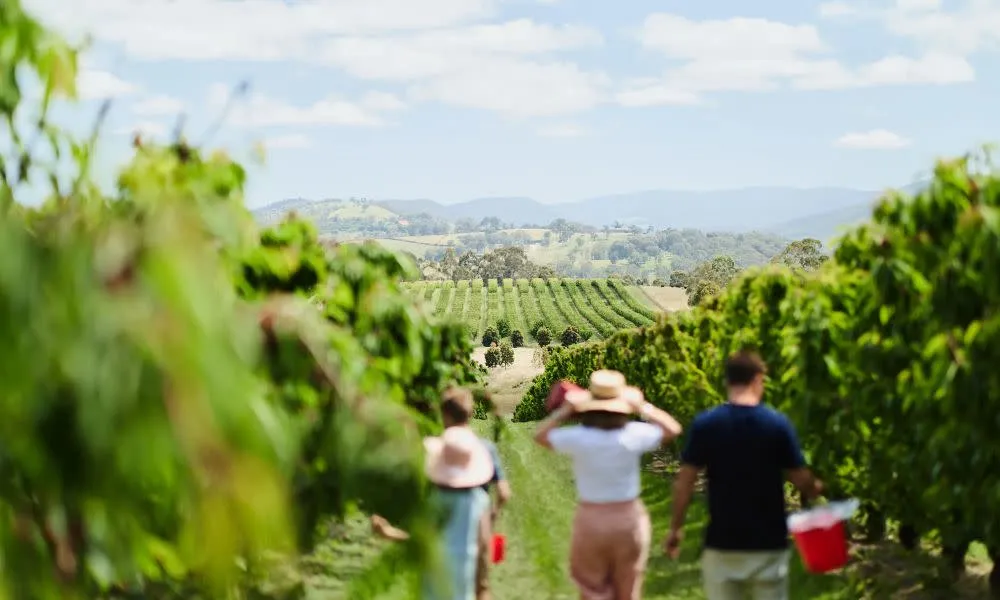 Yarra Valley Cherry Picking Orchard Experience - 2 Hours | ExperienceOz-1