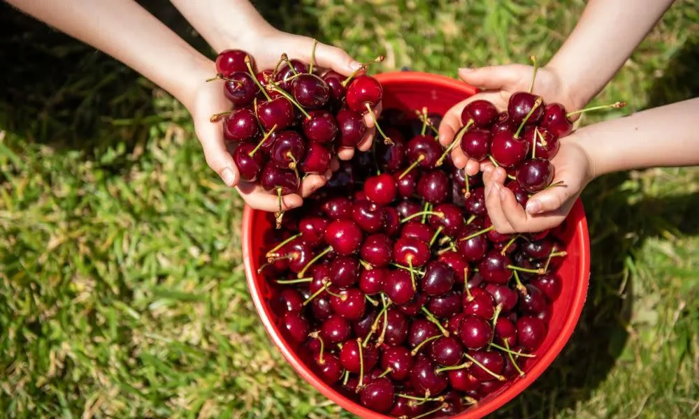Yarra Valley Cherry Picking Orchard Experience - 2 Hours | ExperienceOz-4