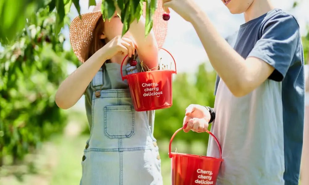 Yarra Valley Cherry Picking Orchard Experience - 2 Hours | ExperienceOz-3