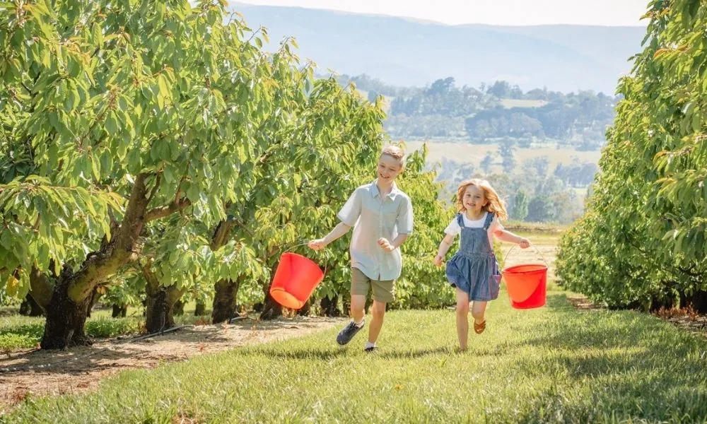 Yarra Valley Cherry Picking Orchard Experience - 2 Hours | ExperienceOz-5