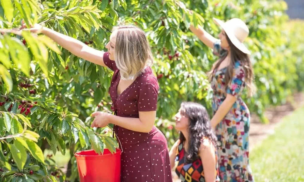 Yarra Valley Cherry Picking Orchard Experience - 2 Hours | ExperienceOz-6