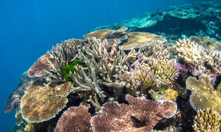 Townsville Great Barrier Reef Snorkel Tour | Experience Oz