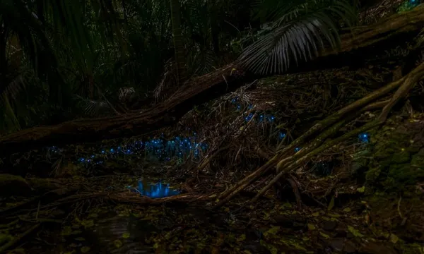 Auckland Pukekawa Park & Glowworm Tour - 1 Hour