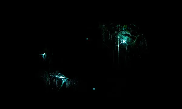 Auckland Pukekawa Park & Glowworm Tour - 1 Hour