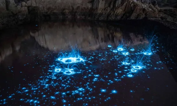 Auckland Pukekawa Park & Glowworm Tour - 1 Hour