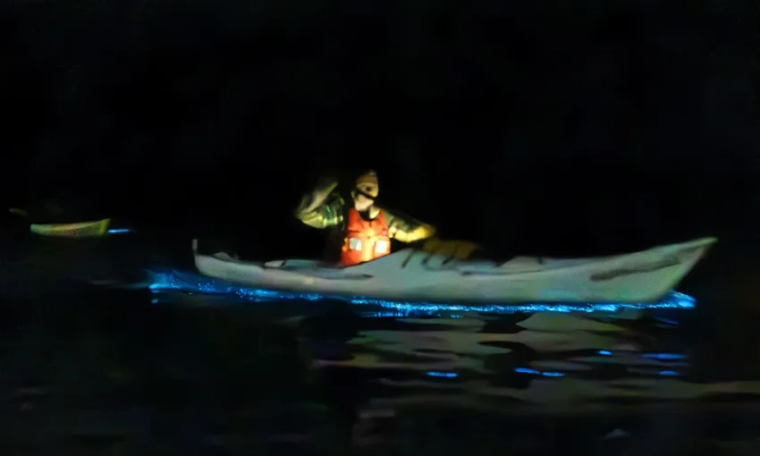 Auckland Bioluminescence 2 Hour Kayak Tour | Experience Oz + NZ