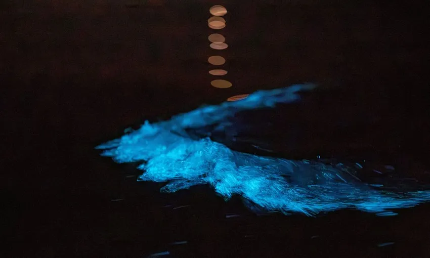 Auckland Bioluminescence 2 Hour Kayak Tour | Experience Oz + NZ