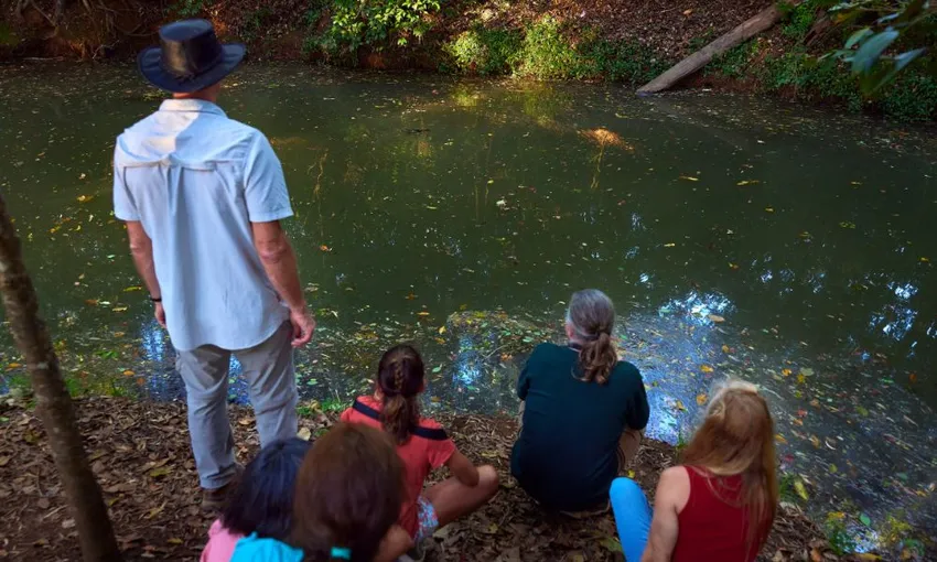 Afternoon and Night Rainforest Wildlife Spotting Tour
