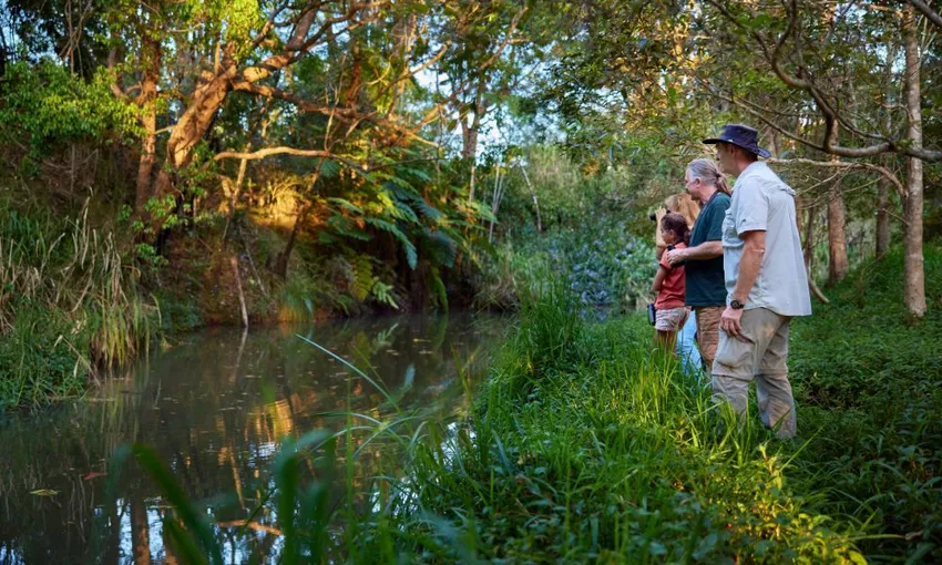 Afternoon and Night Rainforest Wildlife Spotting Tour