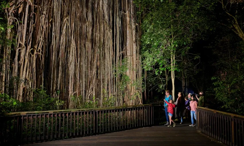 Afternoon and Night Rainforest Wildlife Spotting Tour