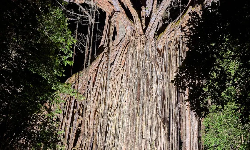 Afternoon and Night Rainforest Wildlife Spotting Tour