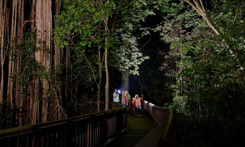 Afternoon and Night Rainforest Wildlife Spotting Tour