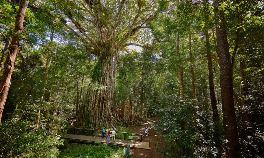 Afternoon and Night Rainforest Wildlife Spotting Tour