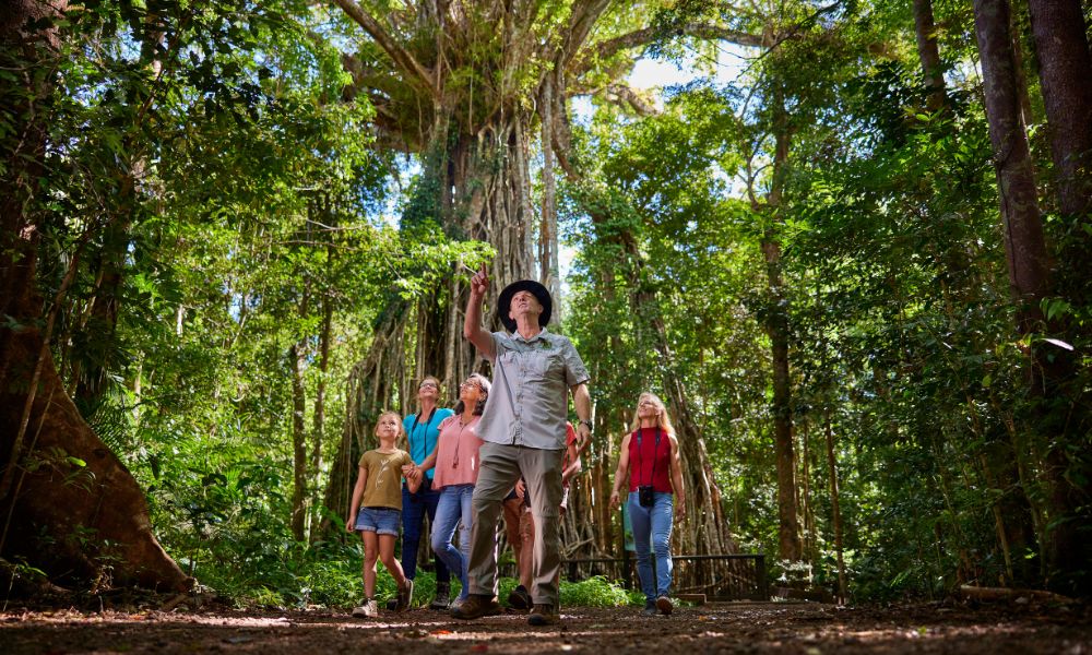 Afternoon and Night Rainforest Wildlife Spotting Tour