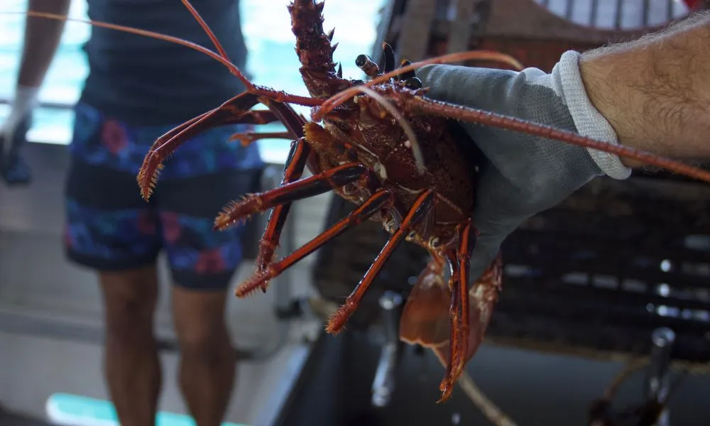 Kalbarri Rock Lobster Catch and Keep Tour - 2 Hours | Experience Oz-5