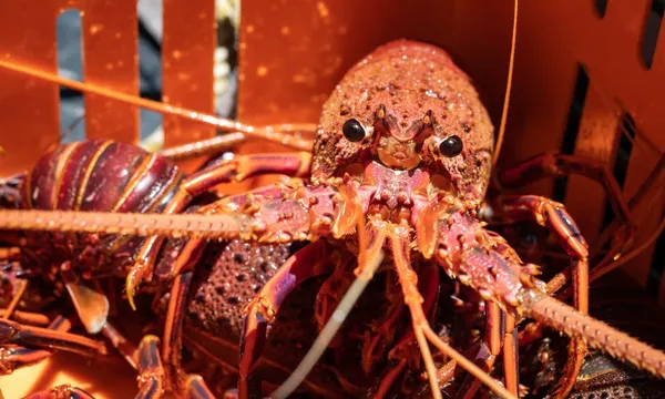 Kalbarri Rock Lobster Catch and Keep Tour - 2 Hours