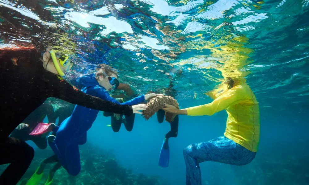 Green Island Catamaran Tour - Half Day | ExperienceOz-4