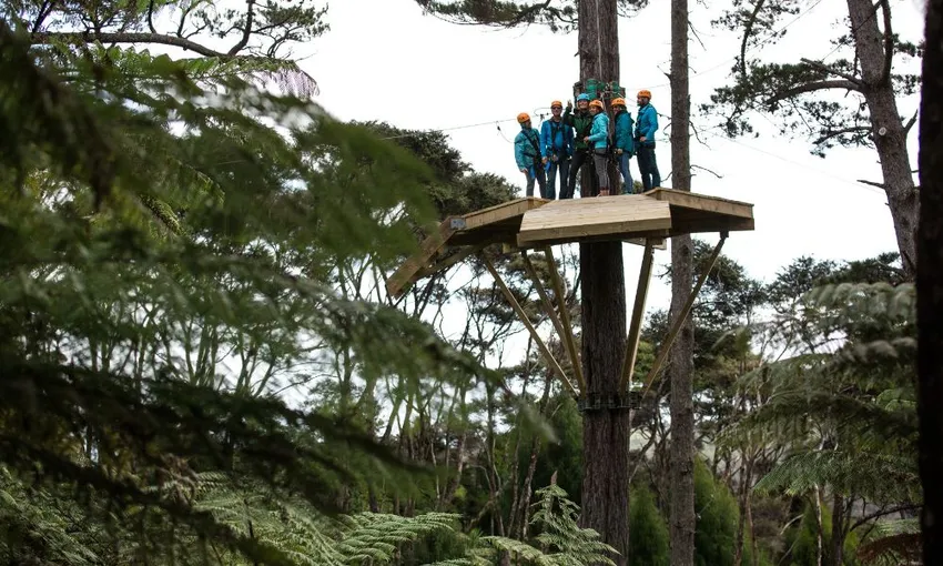 Zipline Tour in Coromandel - 2.5 Hours | Experience Oz + NZ
