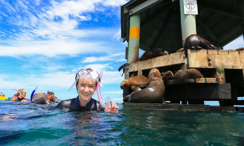 Seal and Sea Dragon Snorkel Experience | Experience Oz