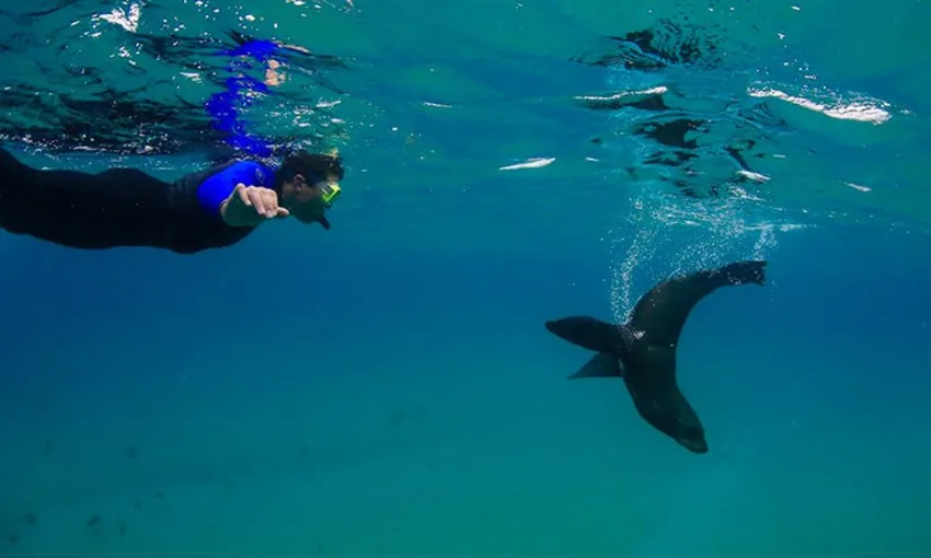 Seal and Sea Dragon Snorkel Experience | Experience Oz