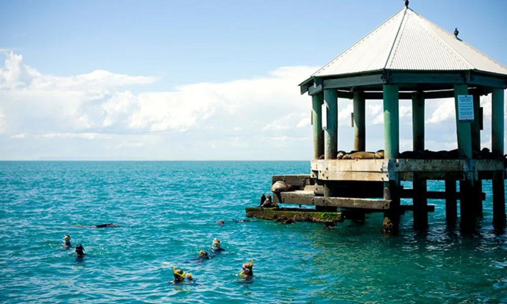 Seal and Sea Dragon Snorkel Experience | Experience Oz-2