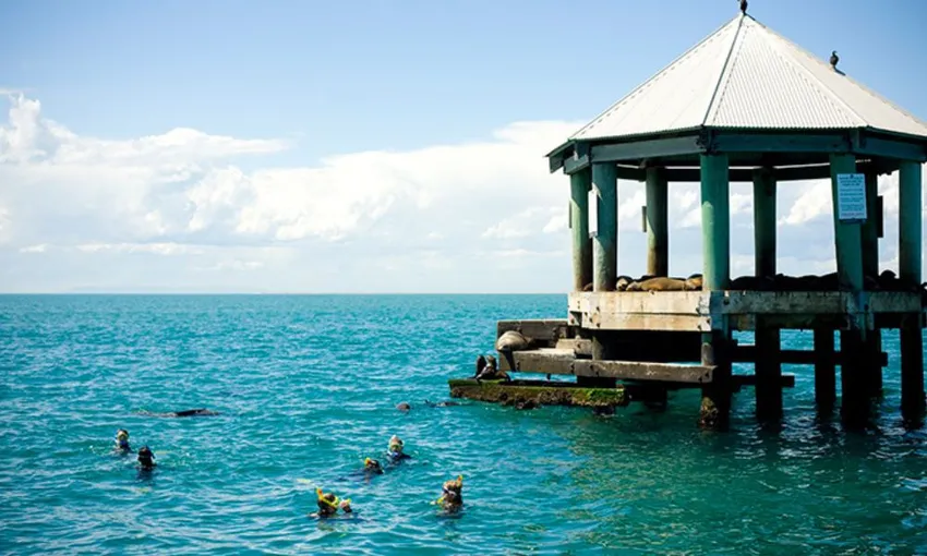 Seal and Sea Dragon Snorkel Experience | Experience Oz