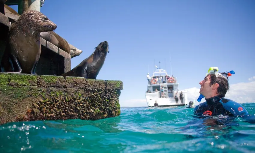 Seal and Sea Dragon Snorkel Experience | Experience Oz