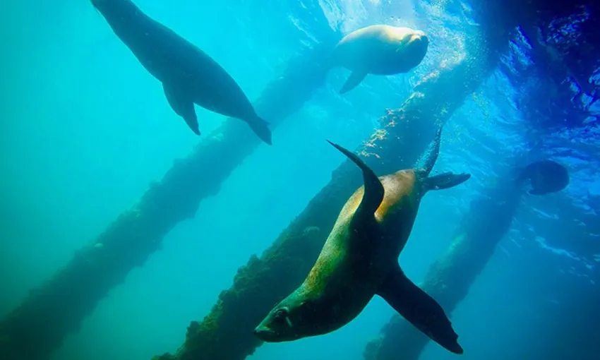 Seal and Sea Dragon Snorkel Experience | Experience Oz