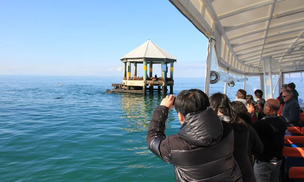 Wildlife and Scenic Cruise from Mornington Peninsula - 90 Minutes | ExperienceOz-1