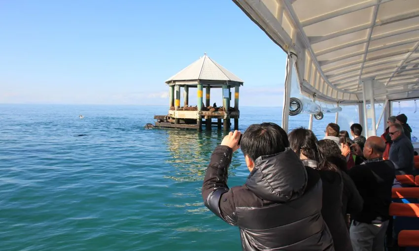 Wildlife and Scenic Cruise from Mornington Peninsula - 90 Minutes | ExperienceOz