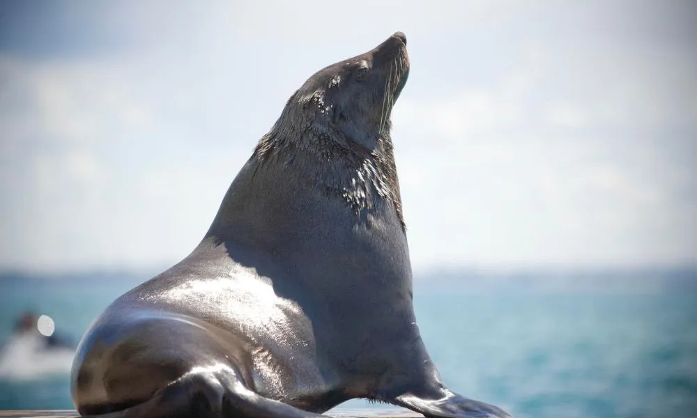 Wildlife and Scenic Cruise from Mornington Peninsula - 90 Minutes | ExperienceOz-3