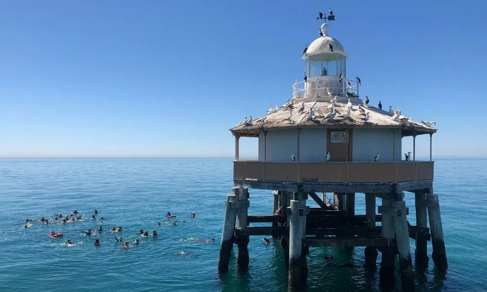 Wildlife and Scenic Cruise from Mornington Peninsula - 90 Minutes | ExperienceOz-5