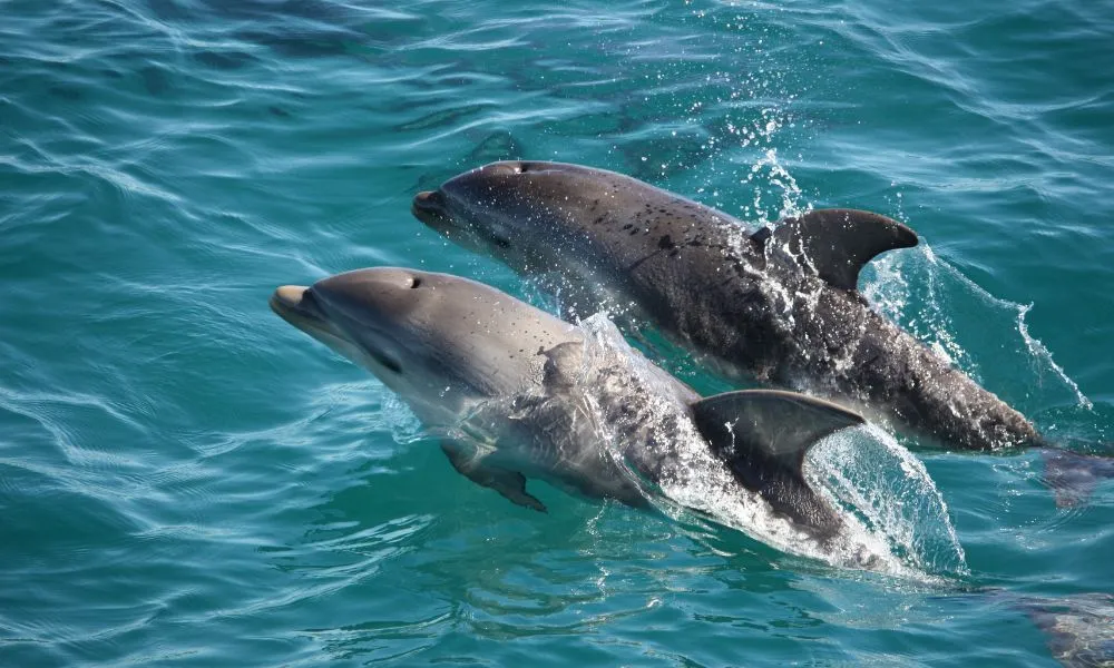 Wildlife and Scenic Cruise from Mornington Peninsula - 90 Minutes | ExperienceOz-6