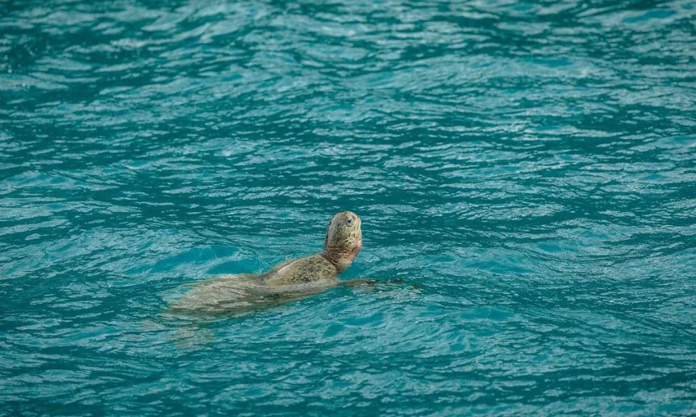 Matador 2 Days, 1 Night Whitsunday Islands Sailing Adventure | Experience Oz-3