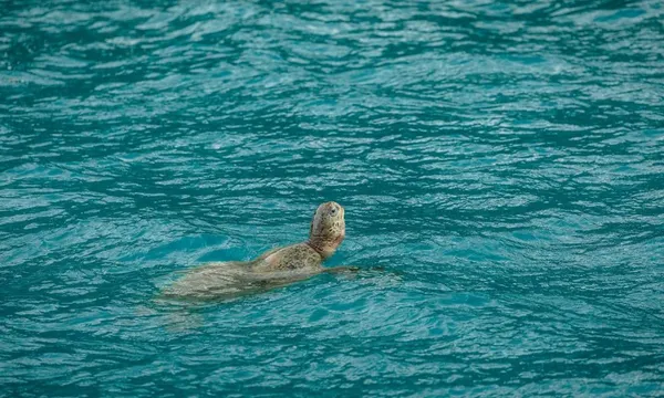 Matador 2 Days, 1 Night Whitsunday Islands Sailing Adventure