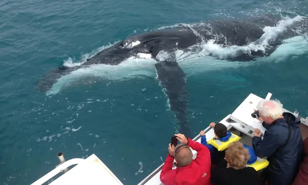 Kalbarri Humpback Whale Watching Tour - 2.5 Hours