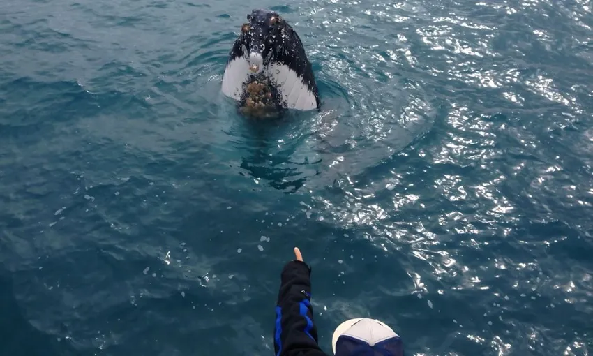 Kalbarri Humpback Whale Watching Tour - 2.5 Hours | Experience Oz