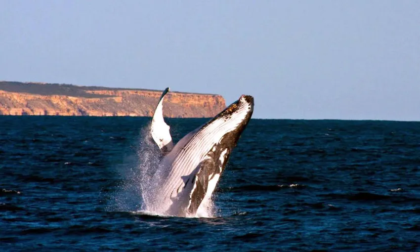 Kalbarri Humpback Whale Watching Tour - 2.5 Hours | Experience Oz