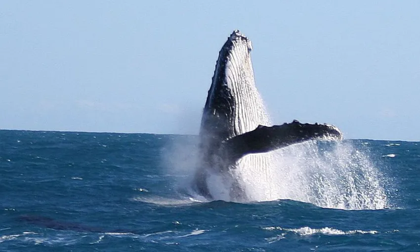 Kalbarri Whale Watching Tour - 2.5 Hours