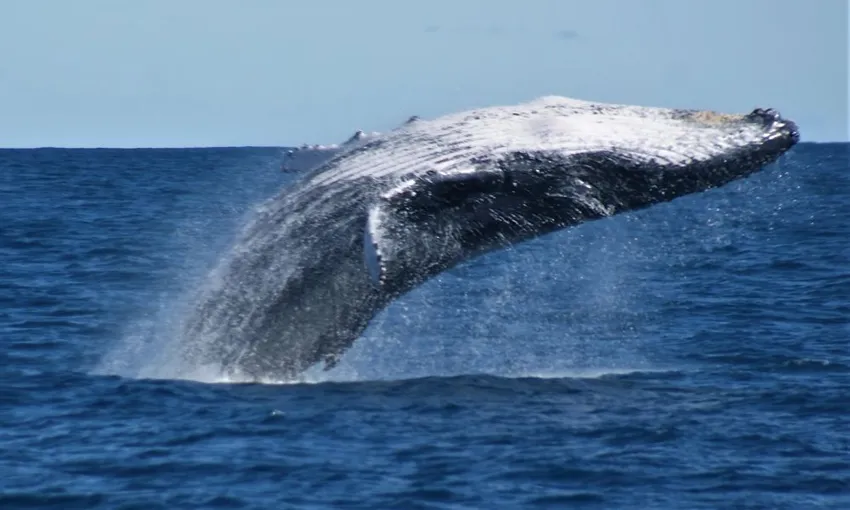 Kalbarri Whale Watching Tour - 2.5 Hours