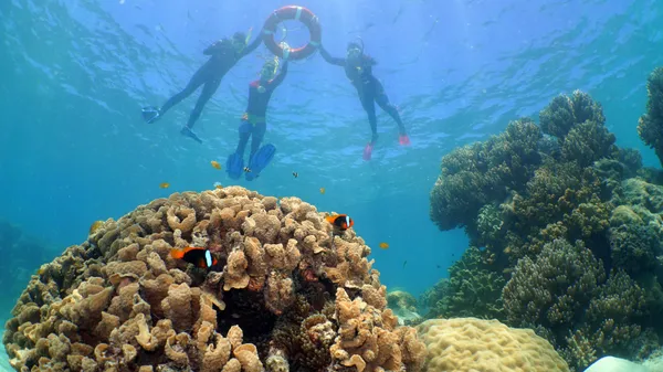 Great Barrier Reef Sail and Snorkel Cruise from Cairns 