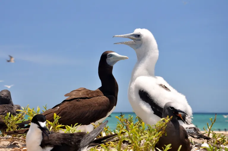 Great Barrier Reef Sail and Snorkel Cruise from Cairns | Experience Oz