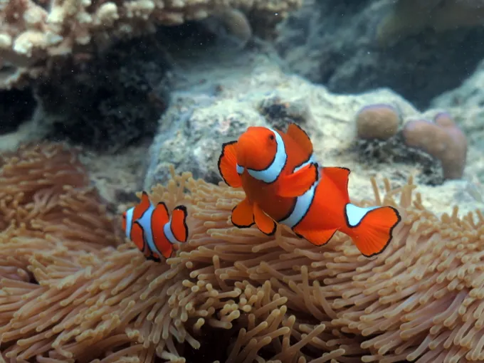 Great Barrier Reef Sail and Snorkel Cruise from Cairns | Experience Oz