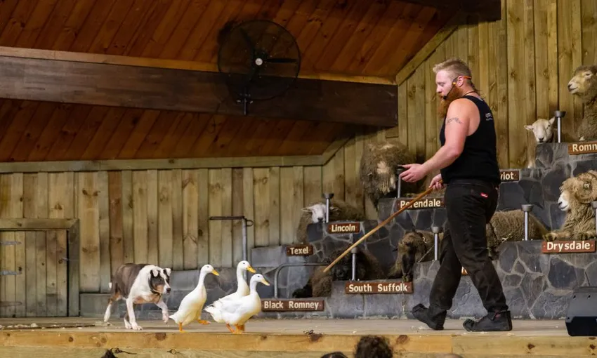 Farm Tour and Show Experience in Rotorua | Experience Oz + NZ
