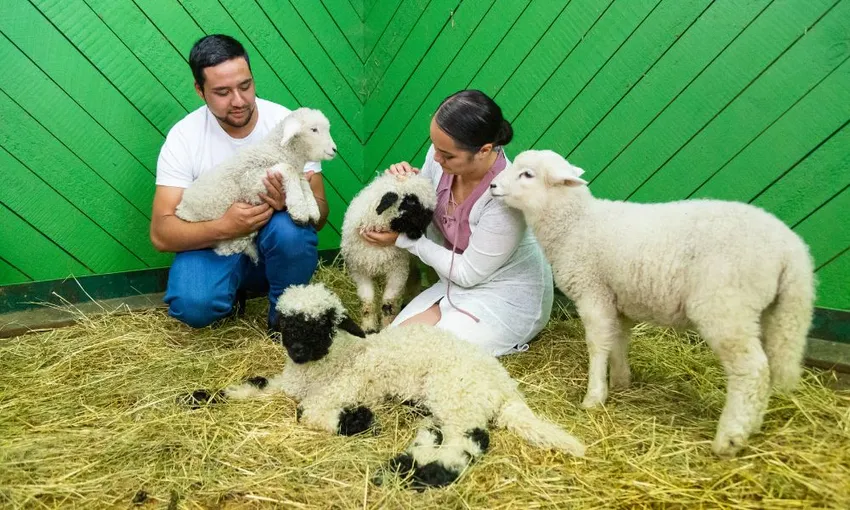 Farm Tour and Show Experience in Rotorua | Experience Oz + NZ